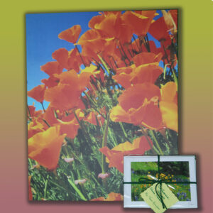 Photo Canvas by Terri Arington — "California Poppies"